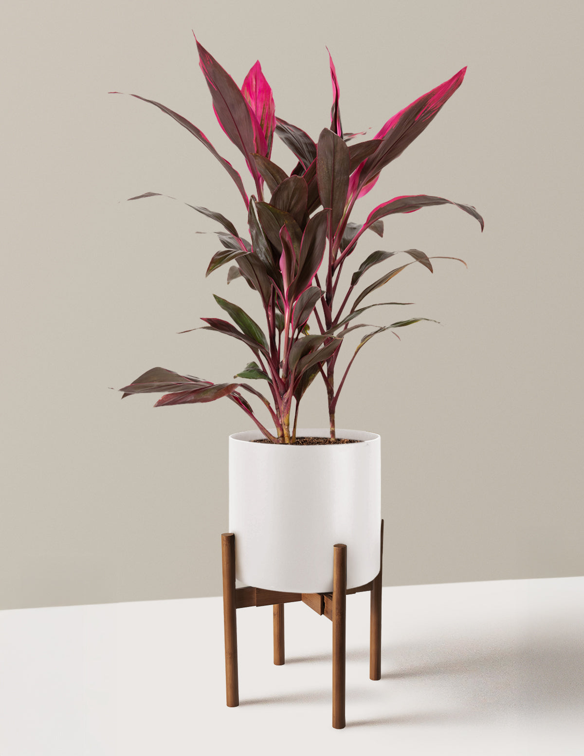 Büyük Boy Cordyline 'Red Sister'