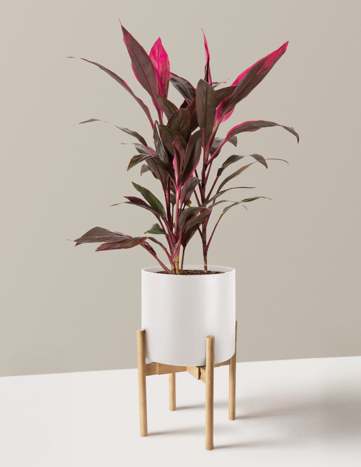 Büyük Boy Cordyline 'Red Sister'
