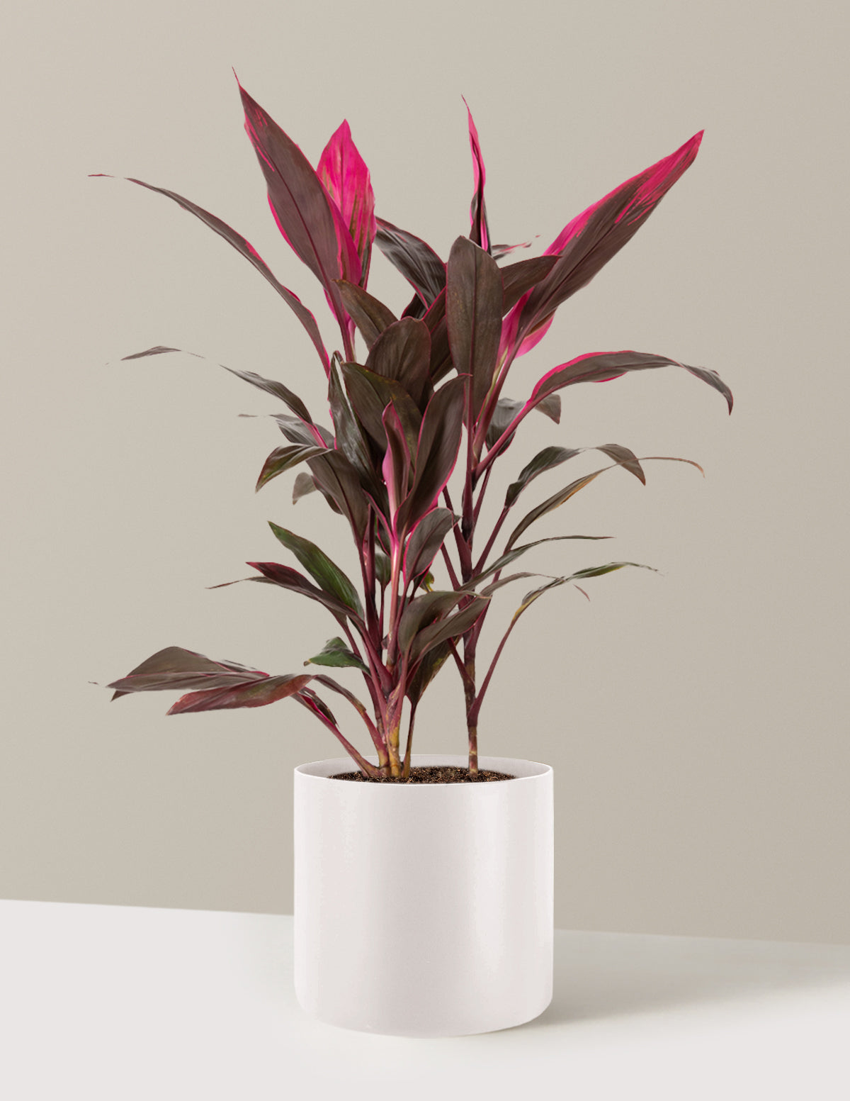 Büyük Boy Cordyline 'Red Sister'