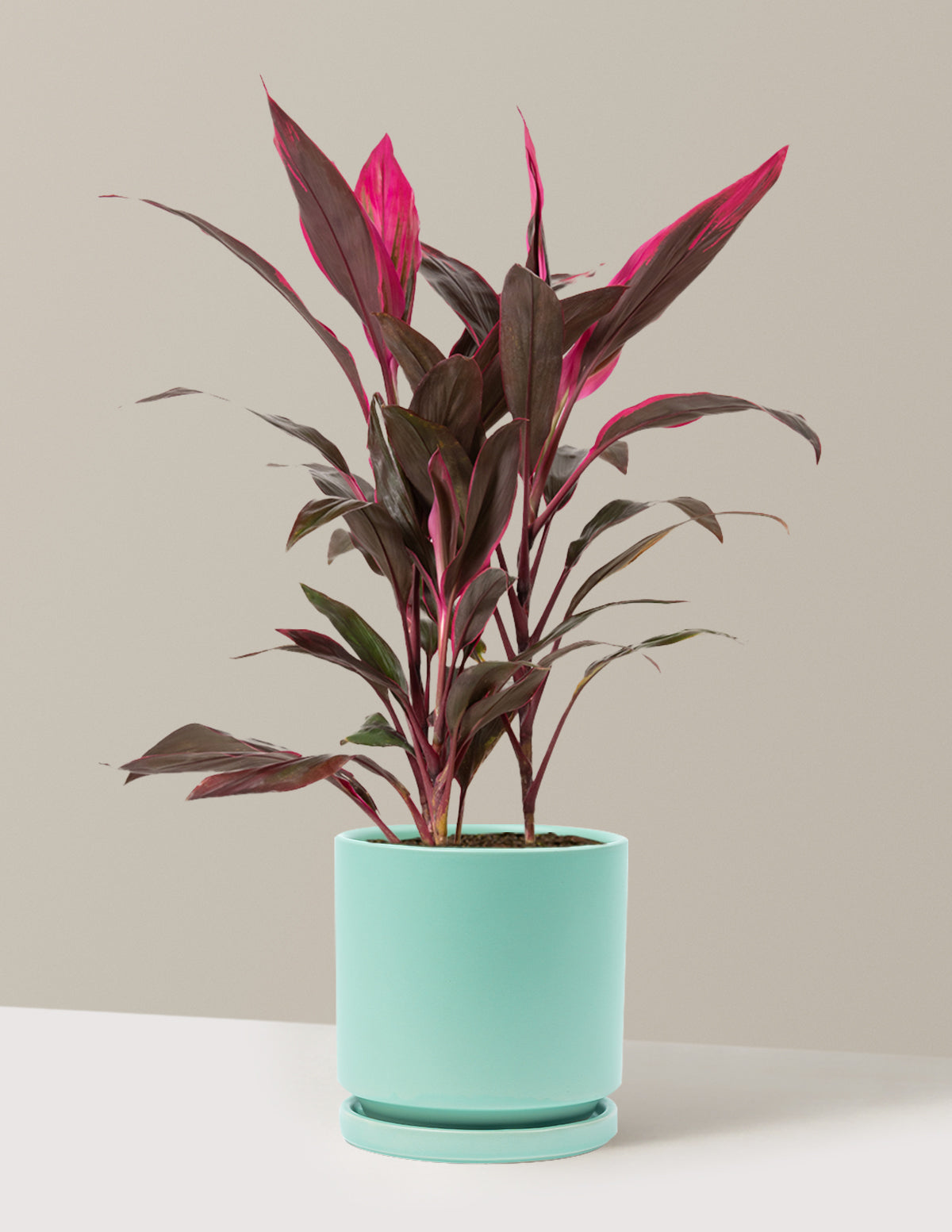 Büyük Boy Cordyline 'Red Sister'