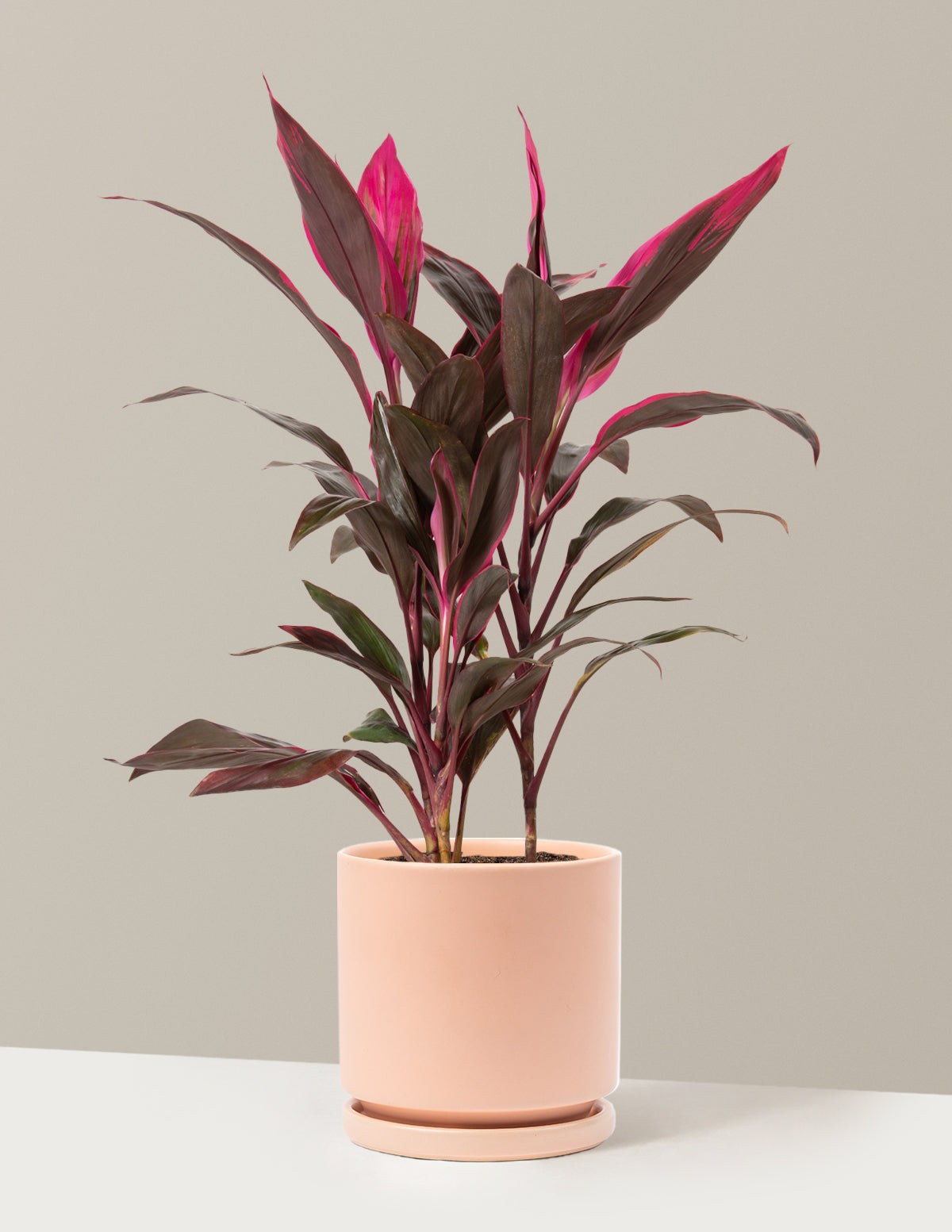 Büyük Boy Cordyline 'Red Sister'