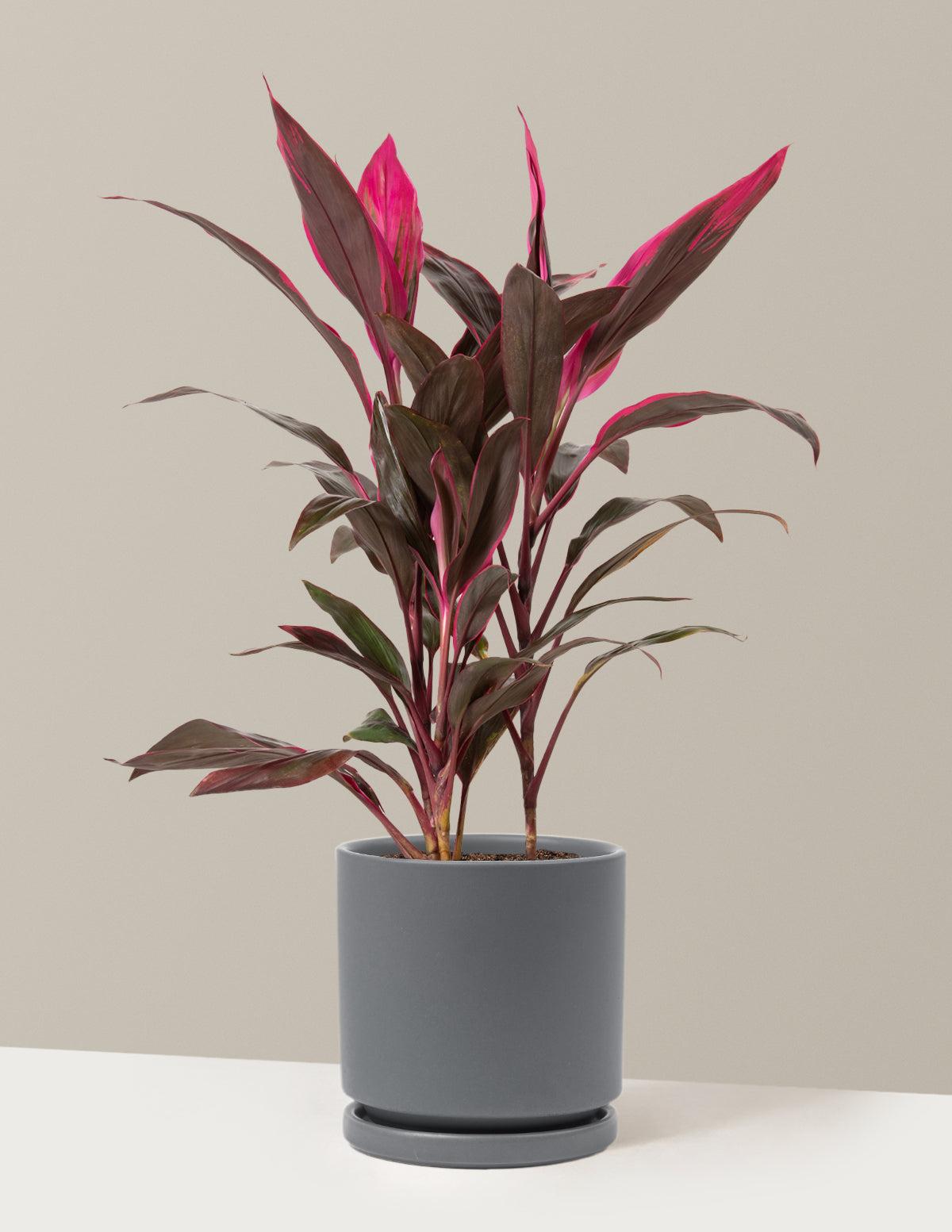 Büyük Boy Cordyline 'Red Sister'