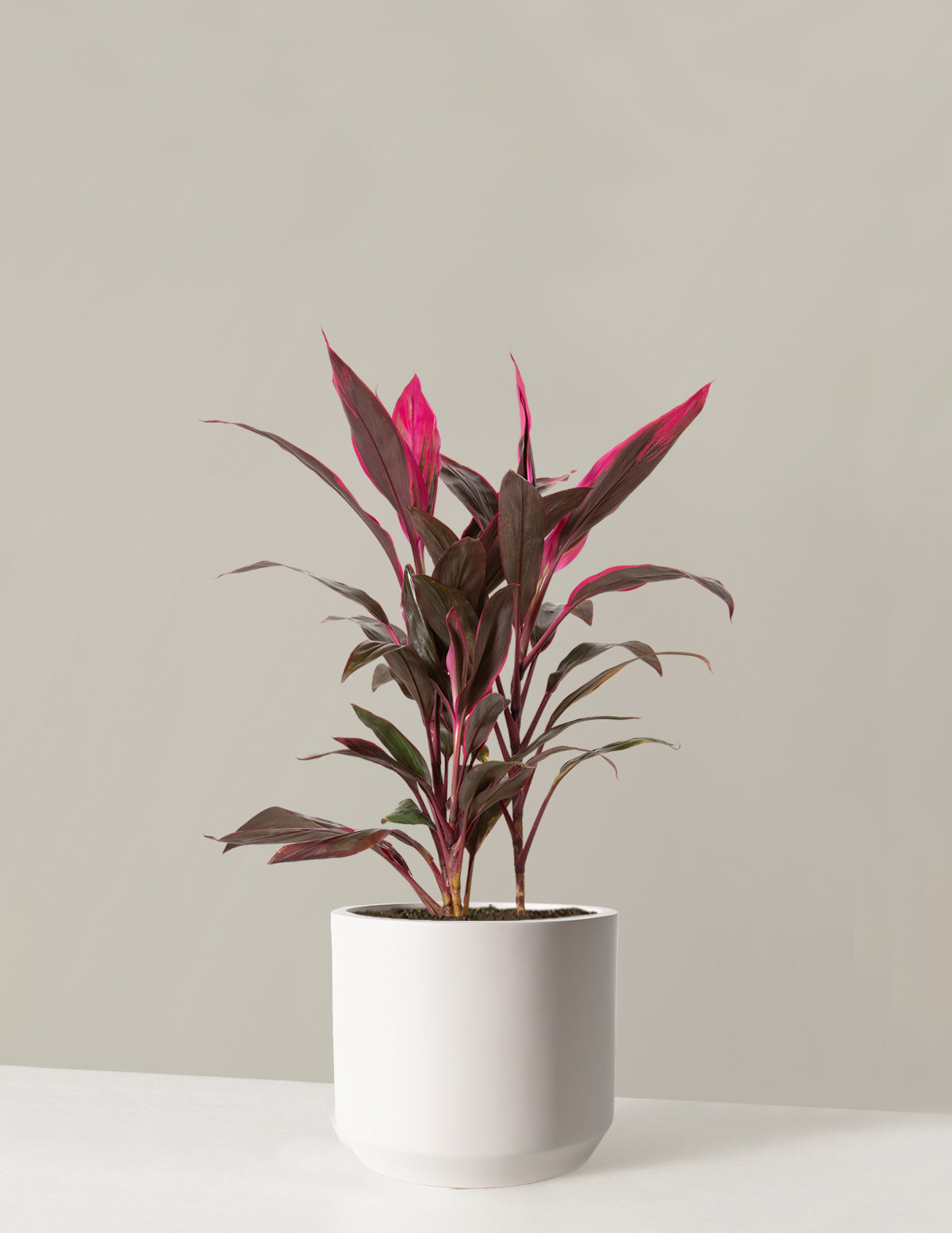 Büyük Boy Cordyline 'Red Sister'