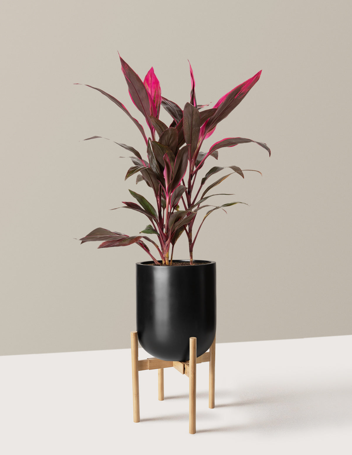 Büyük Boy Cordyline 'Red Sister'