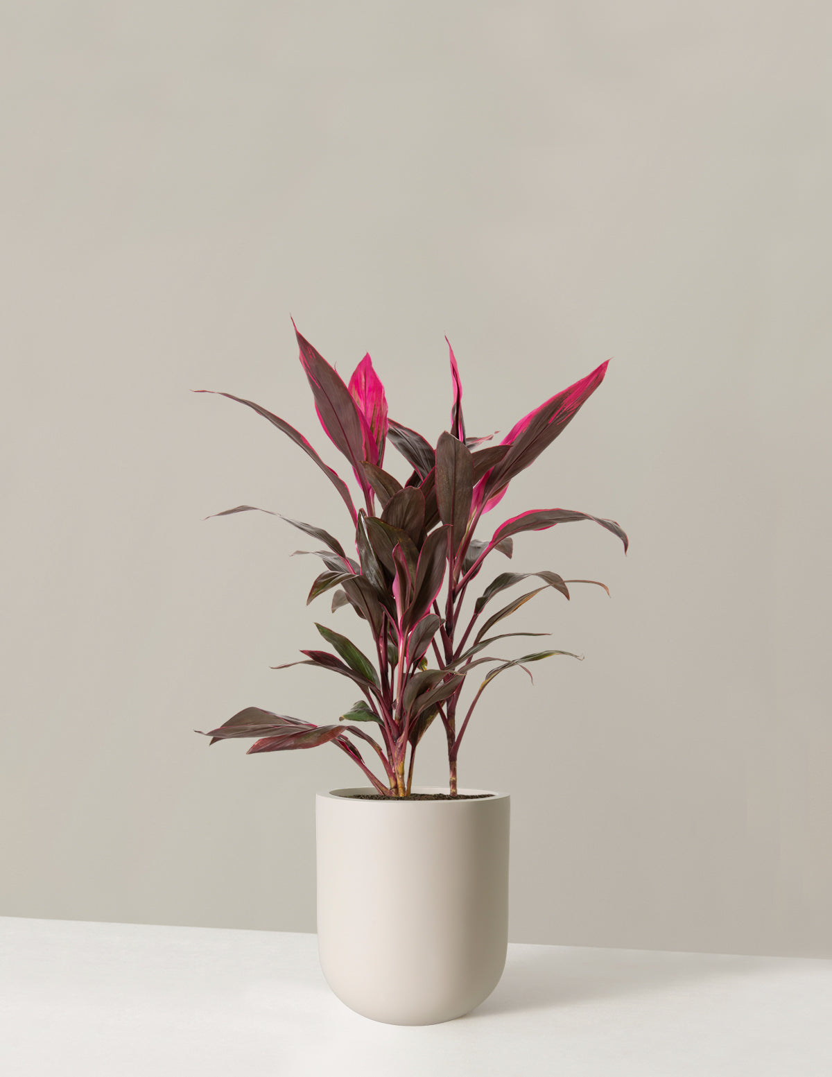 Büyük Boy Cordyline 'Red Sister'