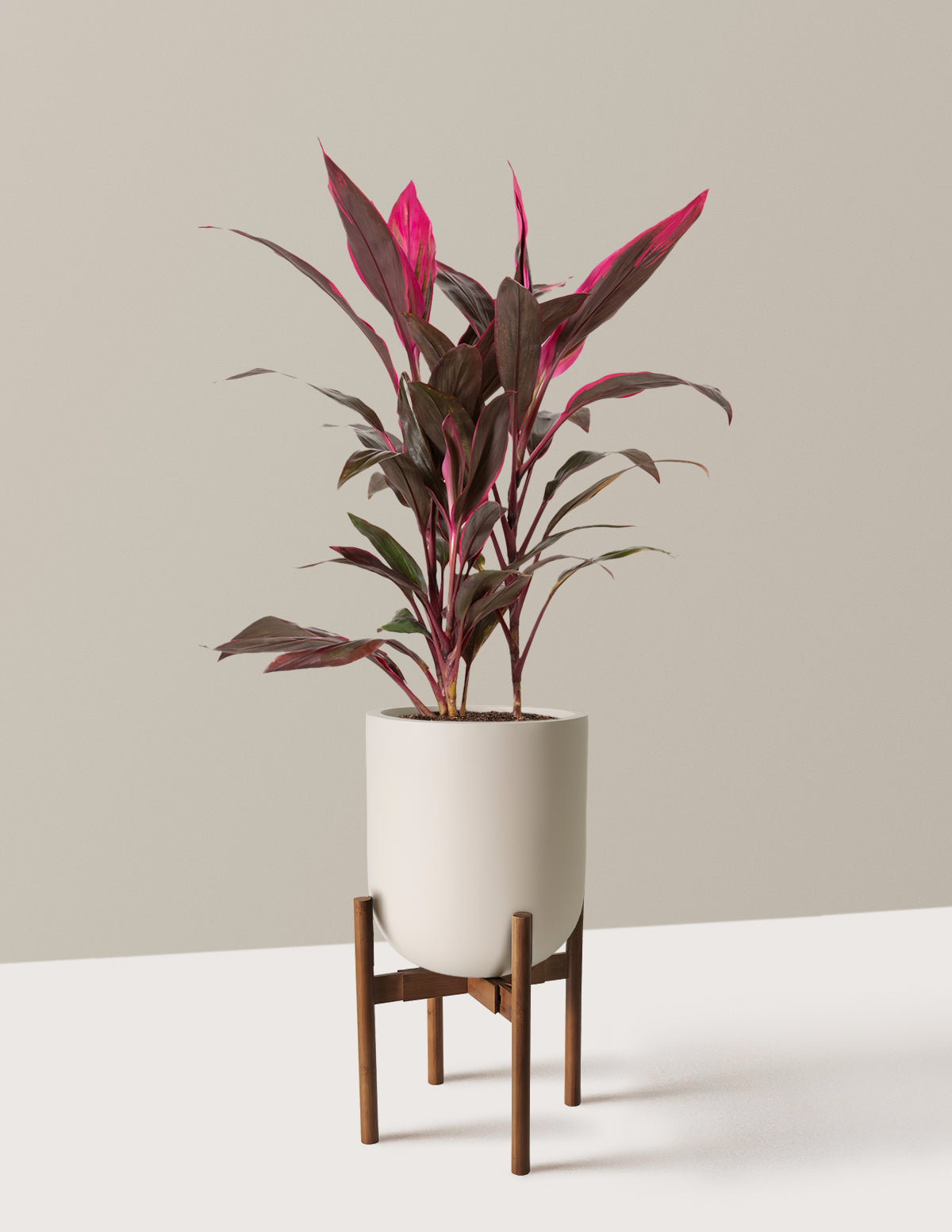 Büyük Boy Cordyline 'Red Sister'