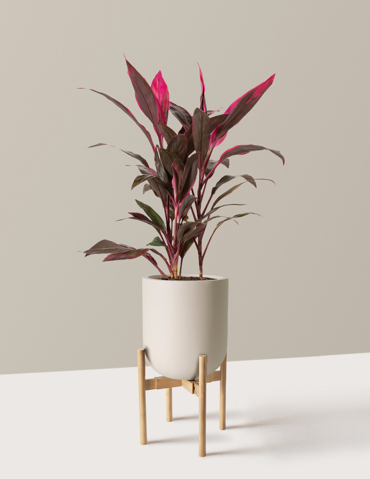 Büyük Boy Cordyline 'Red Sister'