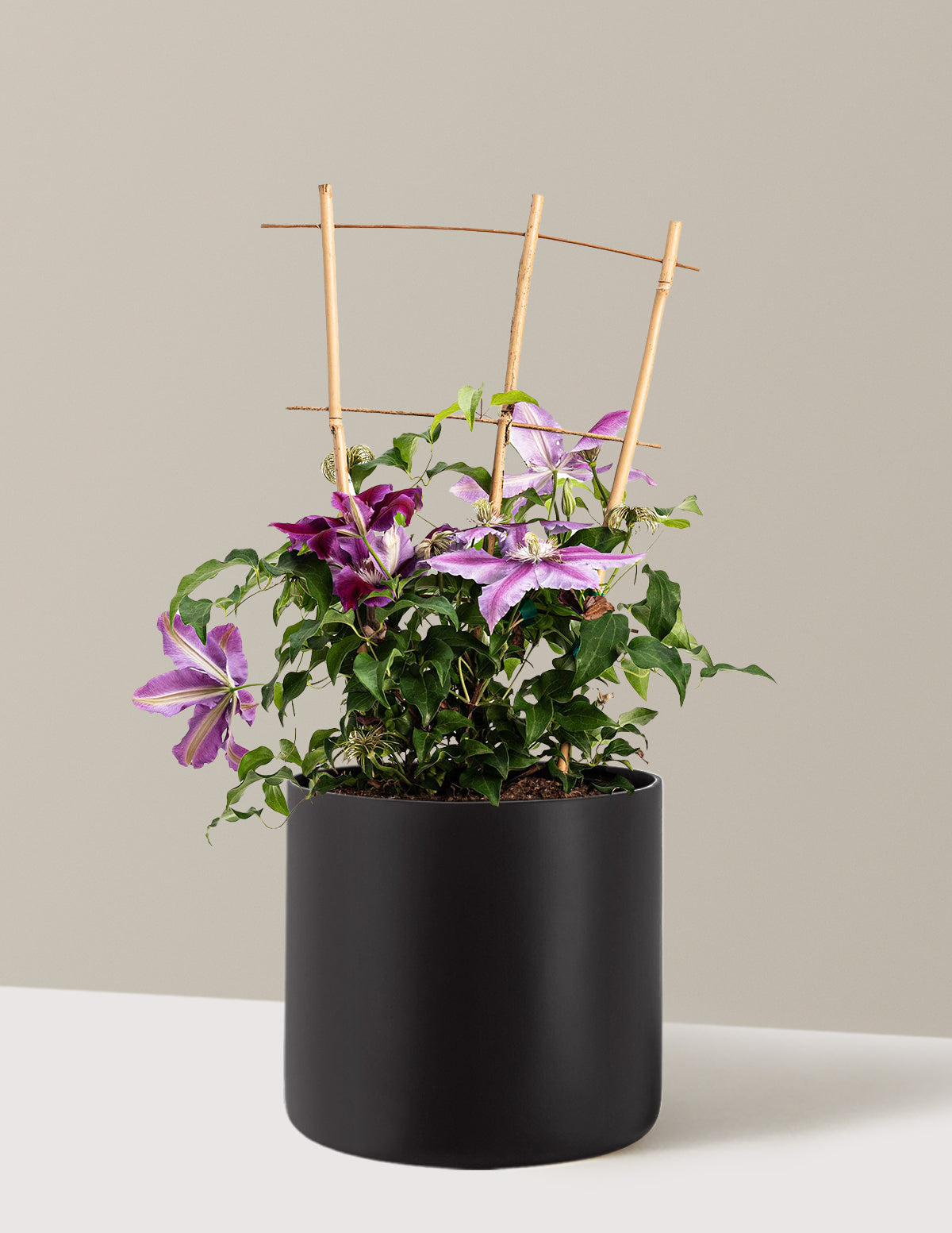Dr. Ruppel Clematis