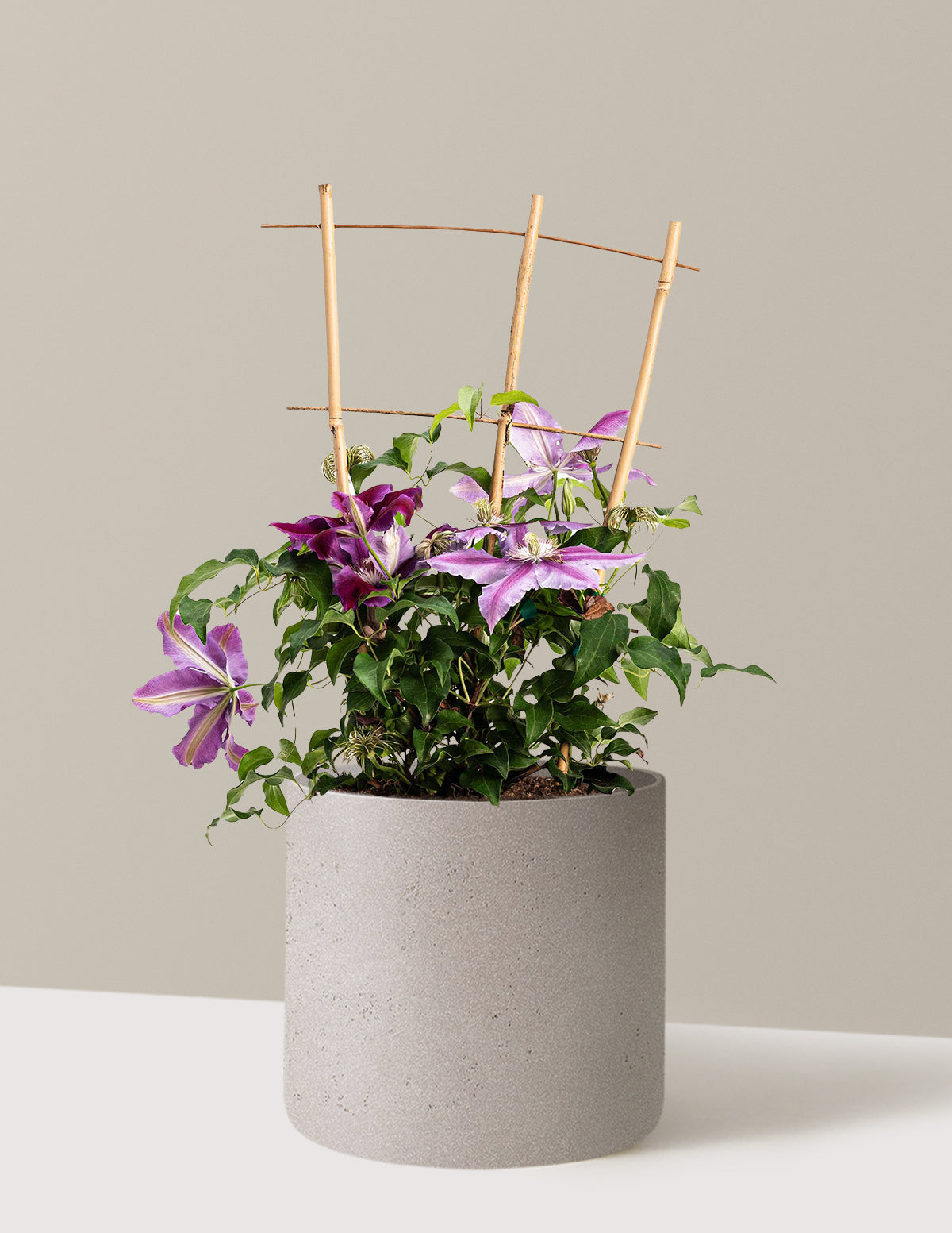 Dr. Ruppel Clematis