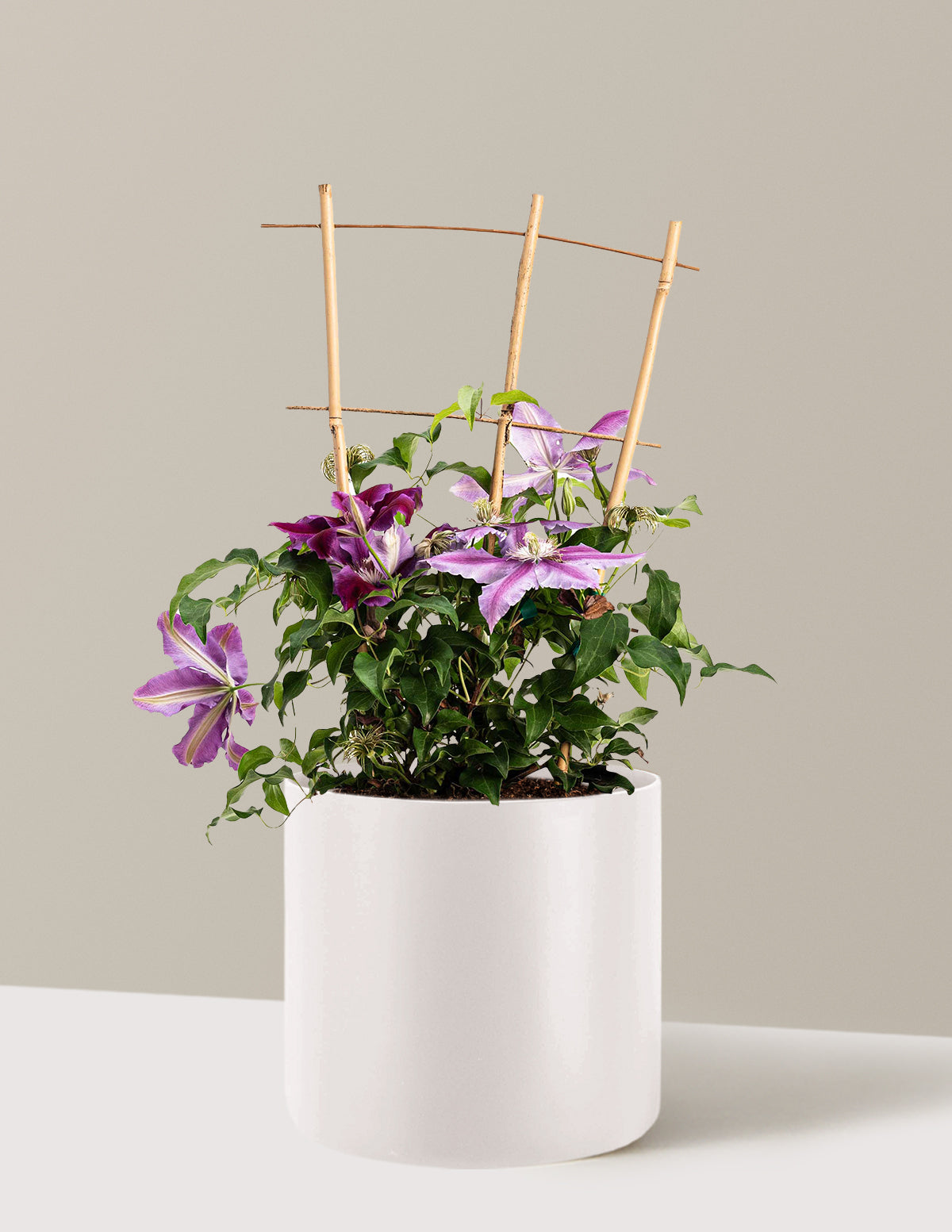 Dr. Ruppel Clematis