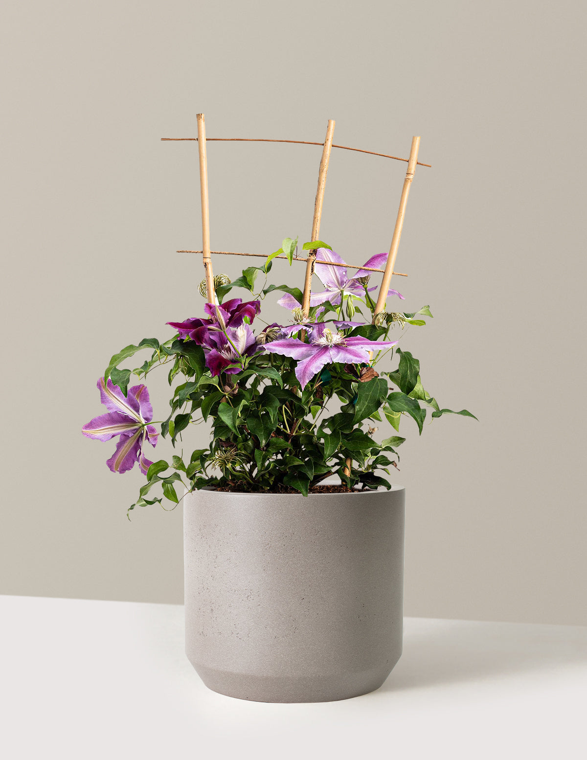 Dr. Ruppel Clematis