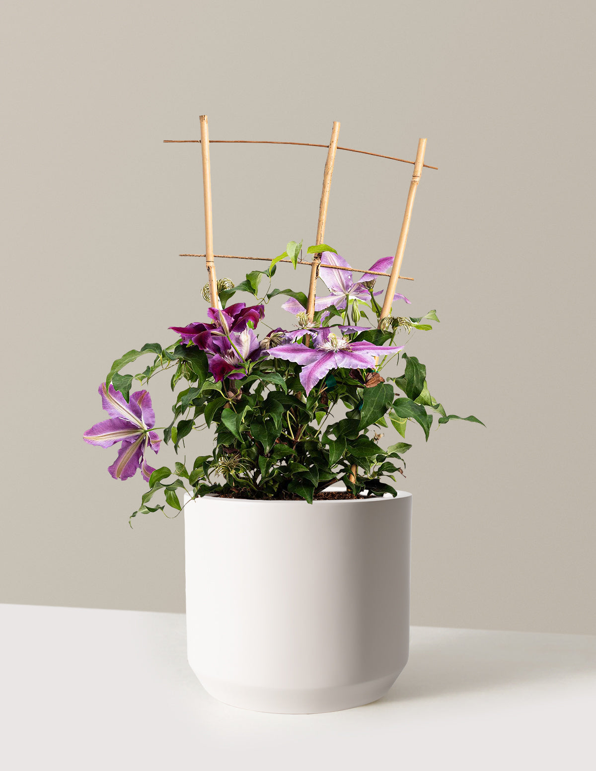 Dr. Ruppel Clematis
