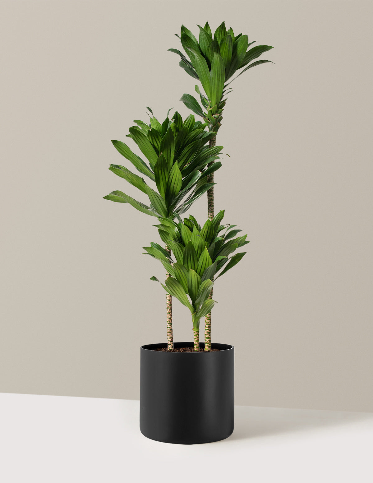 Büyük Dracaena Compacta Cane