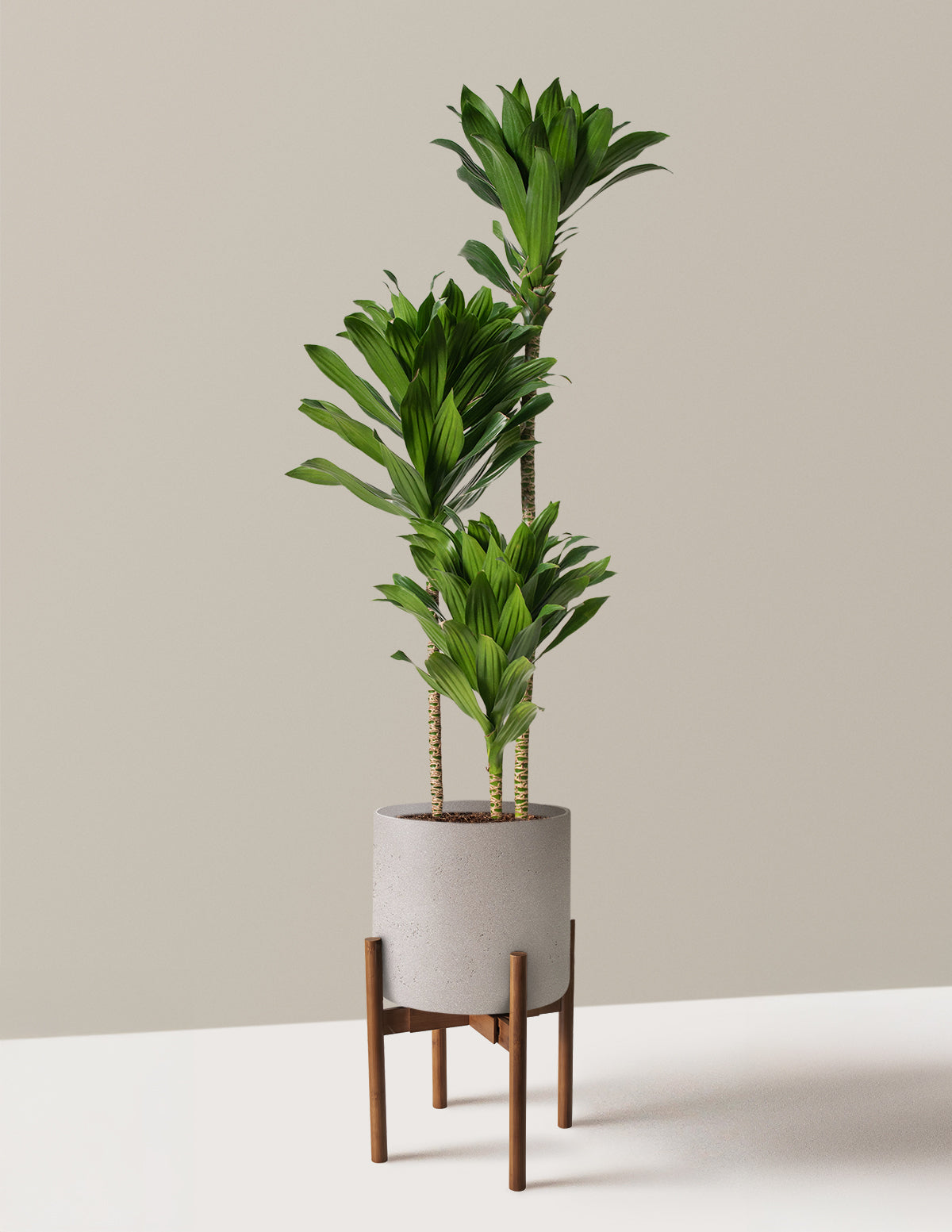 Büyük Dracaena Compacta Cane