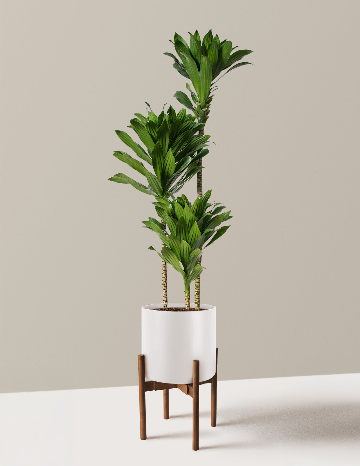Büyük Dracaena Compacta Cane