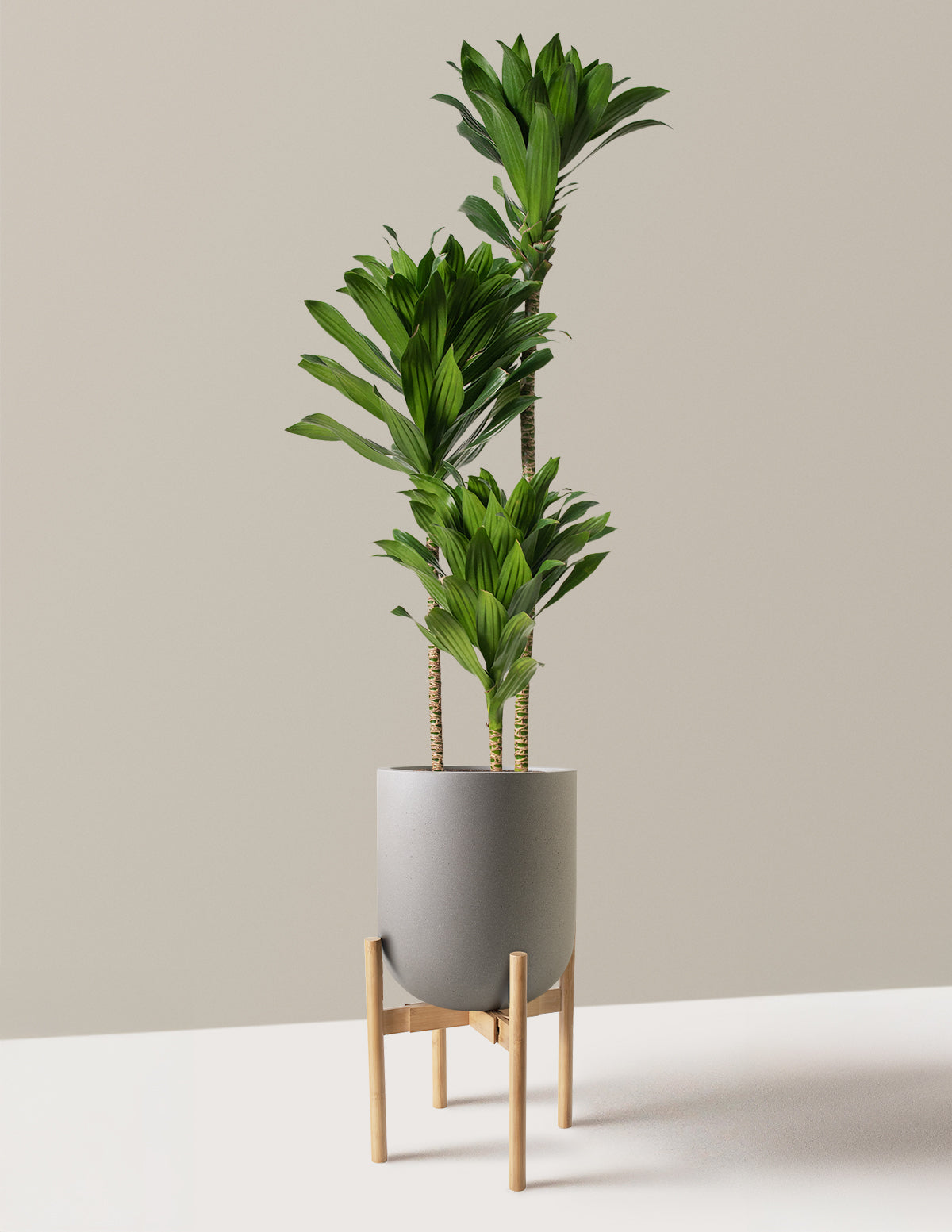 Büyük Dracaena Compacta Cane