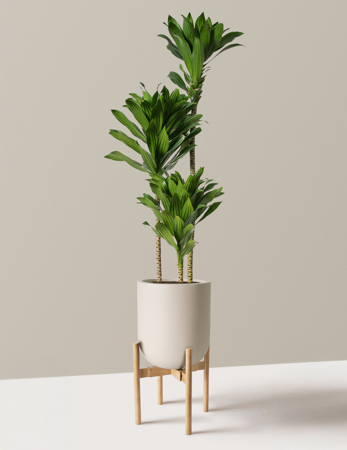Büyük Dracaena Compacta Cane
