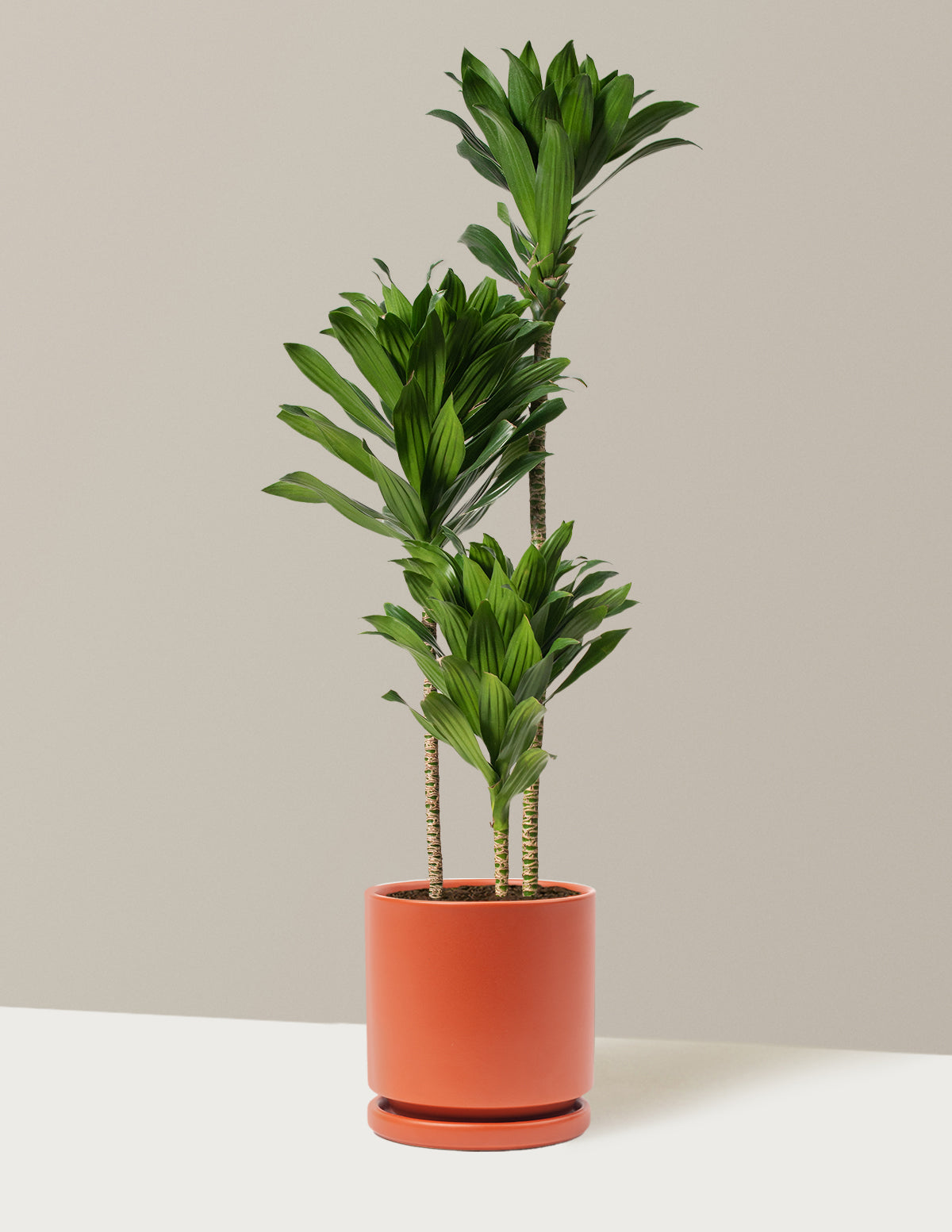 Büyük Dracaena Compacta Cane