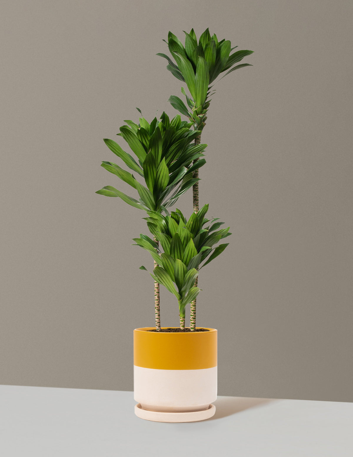 Büyük Dracaena Compacta Cane