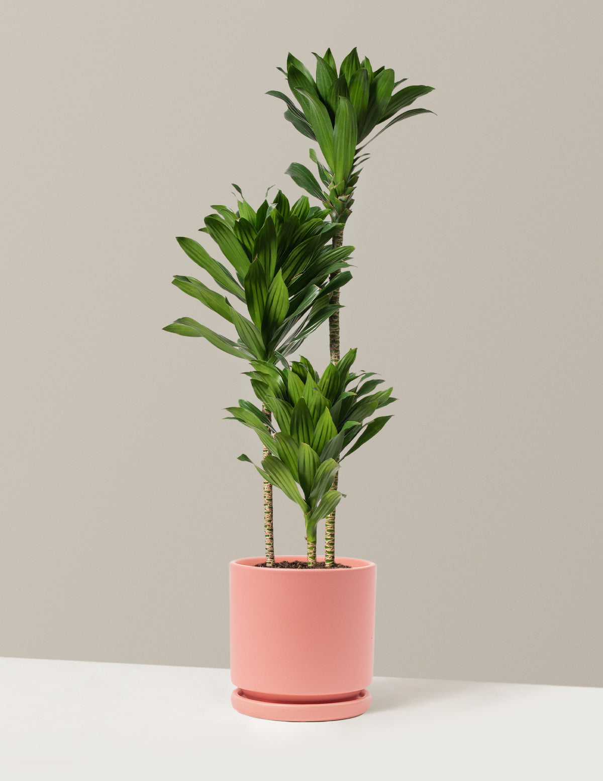 Büyük Dracaena Compacta Cane