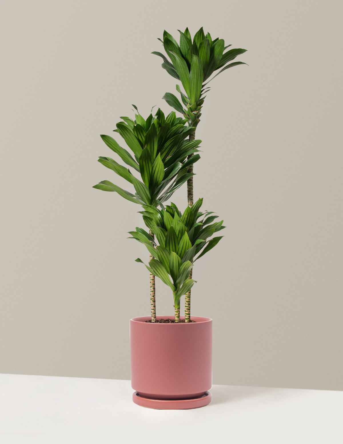 Büyük Dracaena Compacta Cane