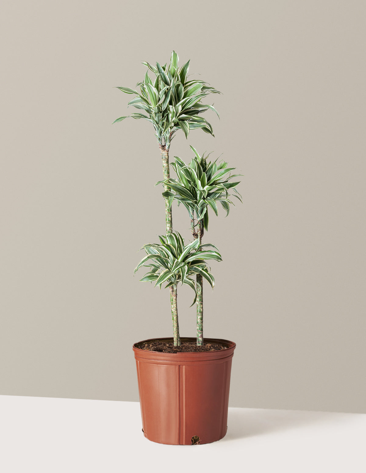 Büyük Boy Dracaena Warneckii White Jewel