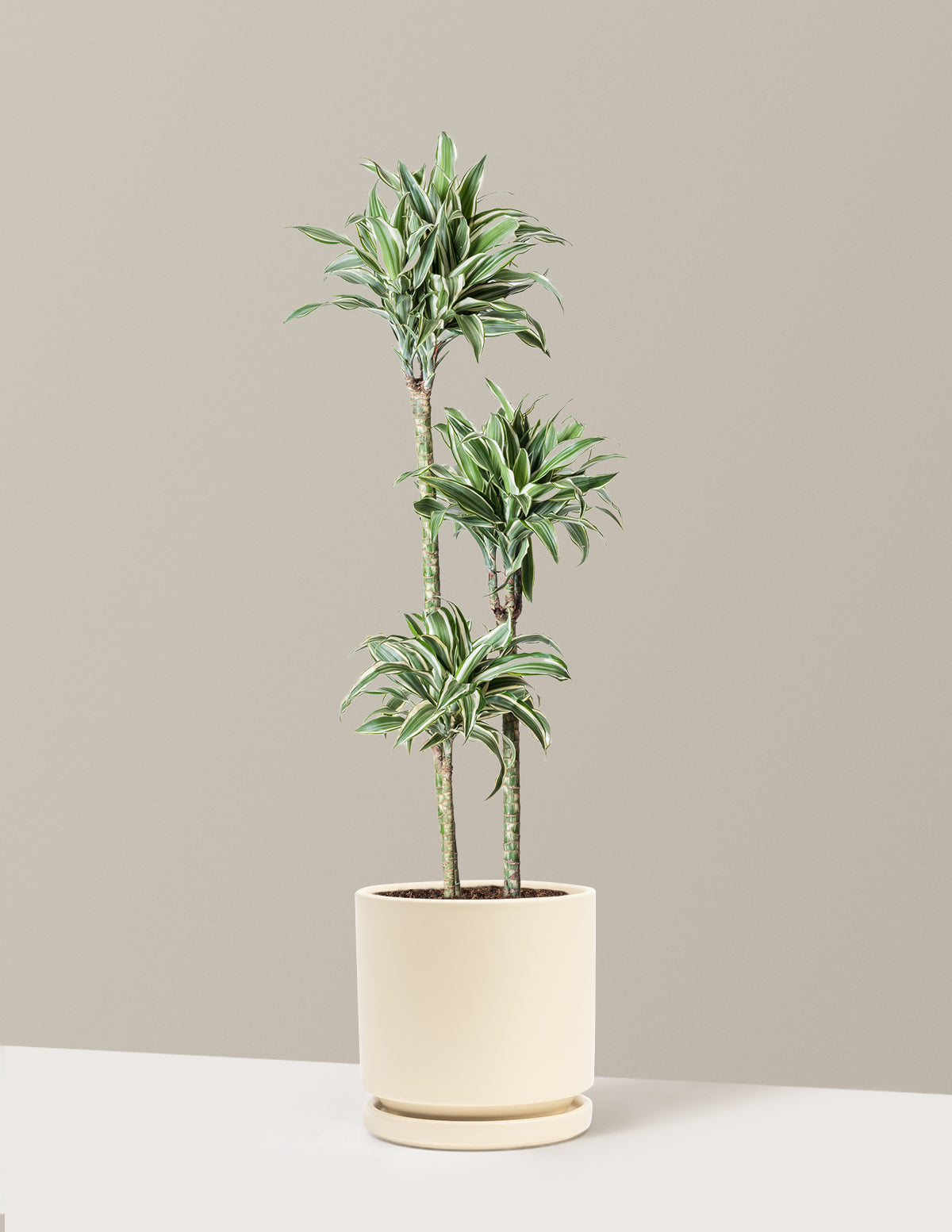 Büyük Boy Dracaena Warneckii White Jewel