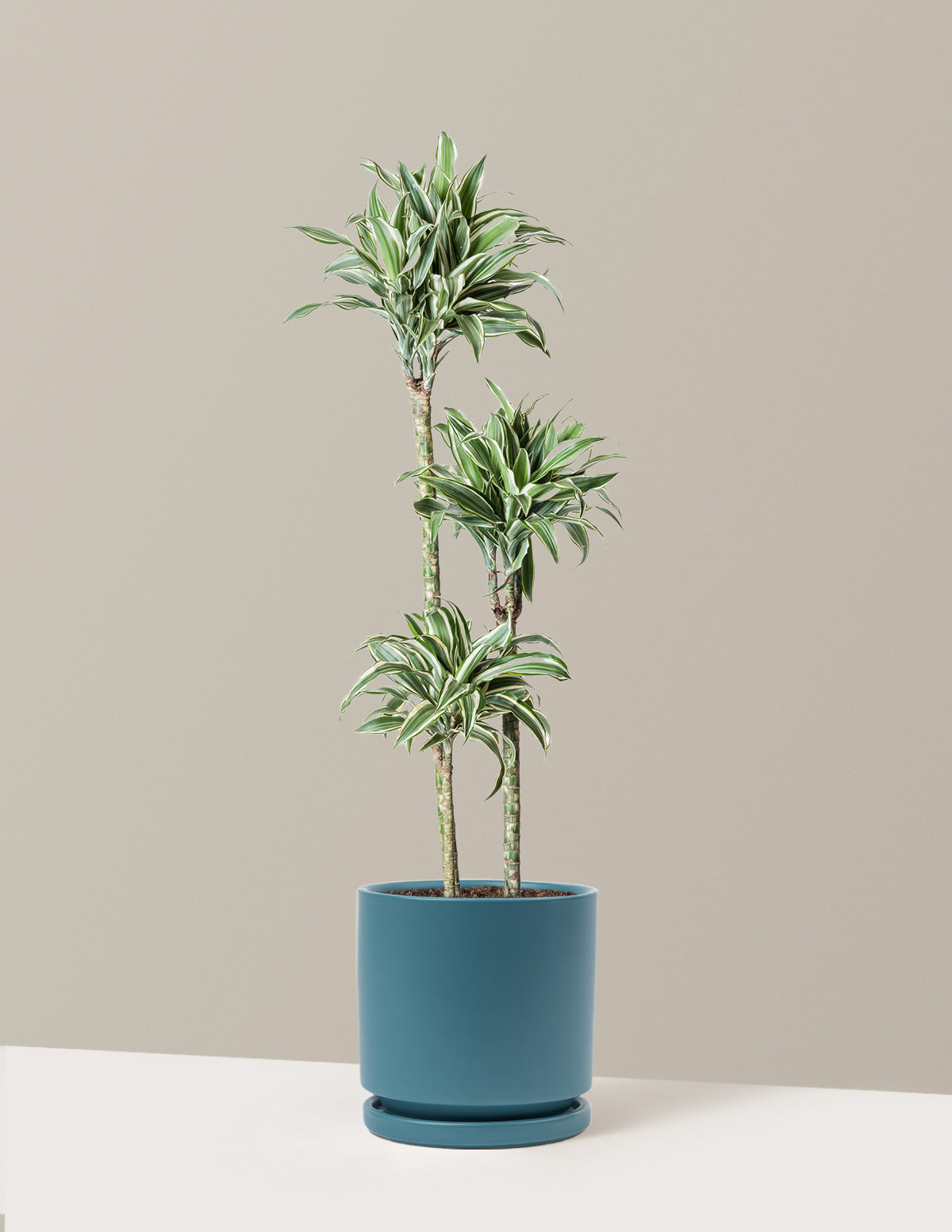 Büyük Boy Dracaena Warneckii White Jewel