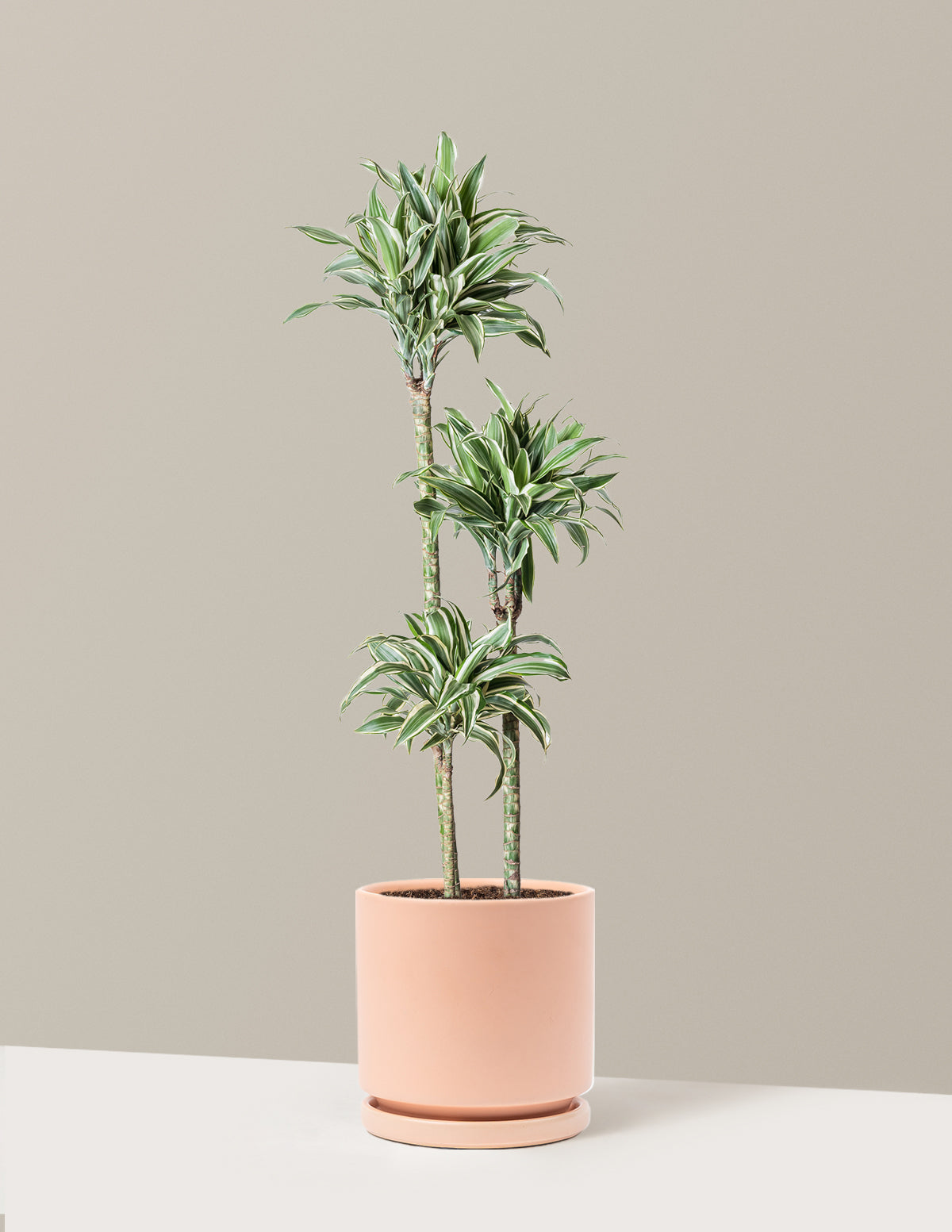 Büyük Boy Dracaena Warneckii White Jewel