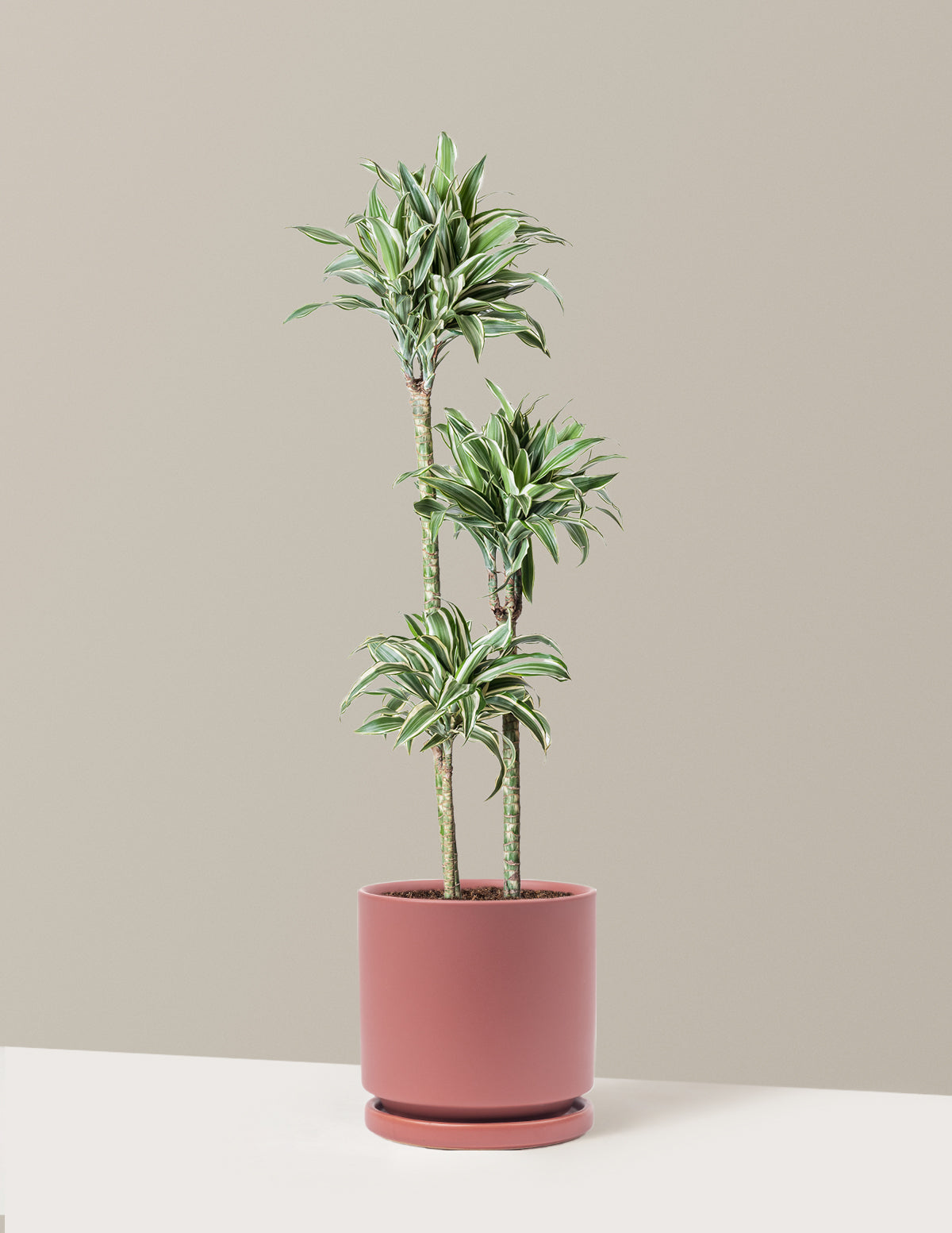 Büyük Boy Dracaena Warneckii White Jewel