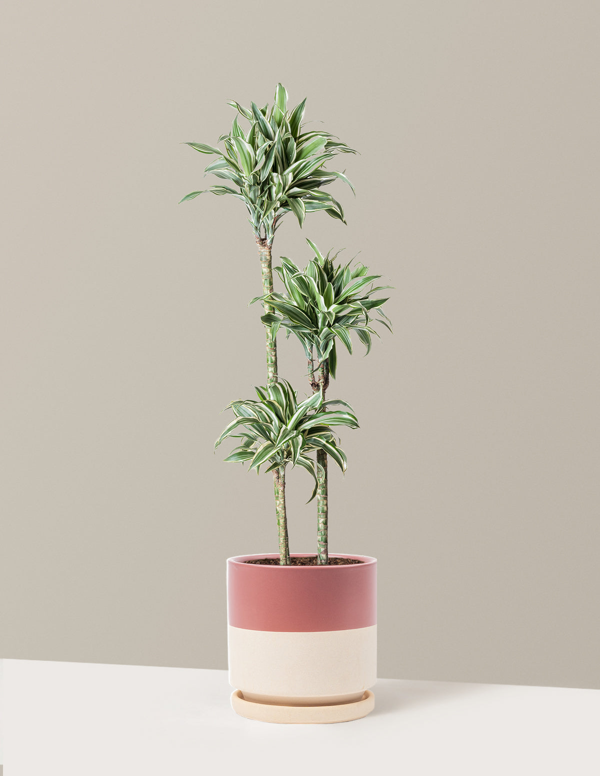Büyük Boy Dracaena Warneckii White Jewel