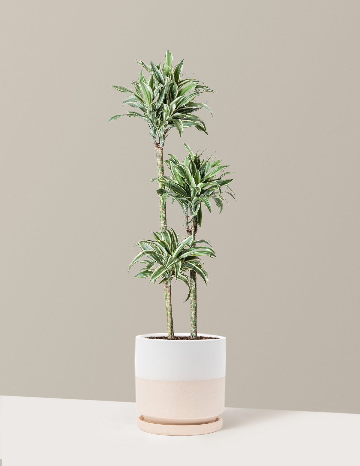 Büyük Boy Dracaena Warneckii White Jewel