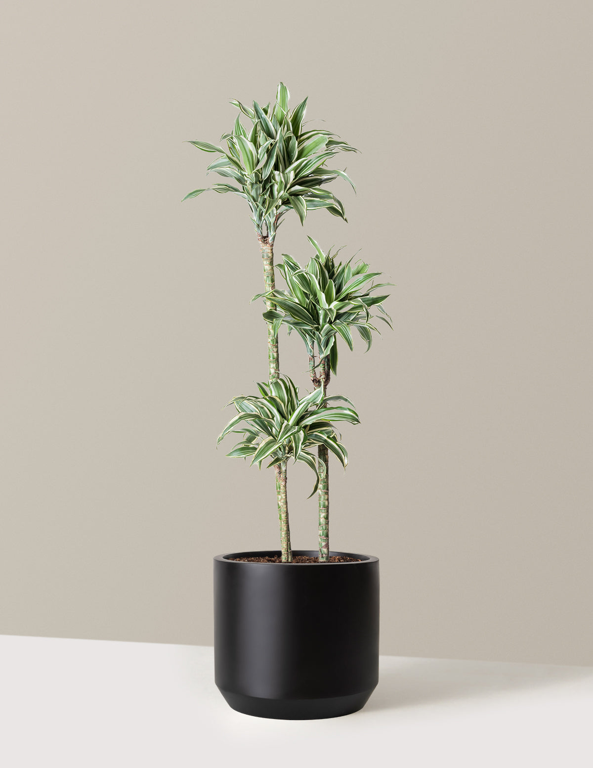 Büyük Boy Dracaena Warneckii White Jewel