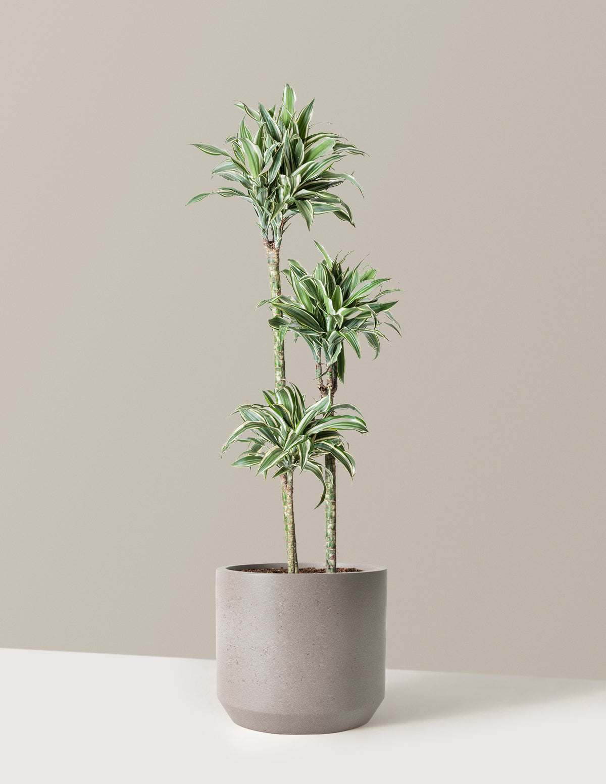 Büyük Boy Dracaena Warneckii White Jewel