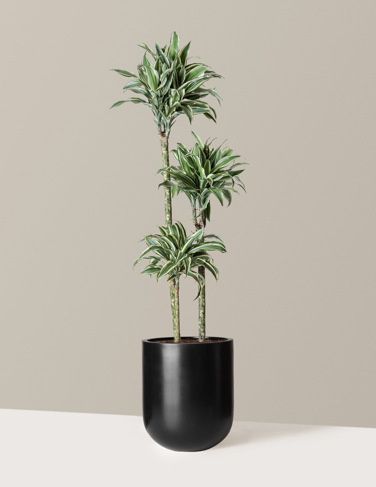 Büyük Boy Dracaena Warneckii White Jewel