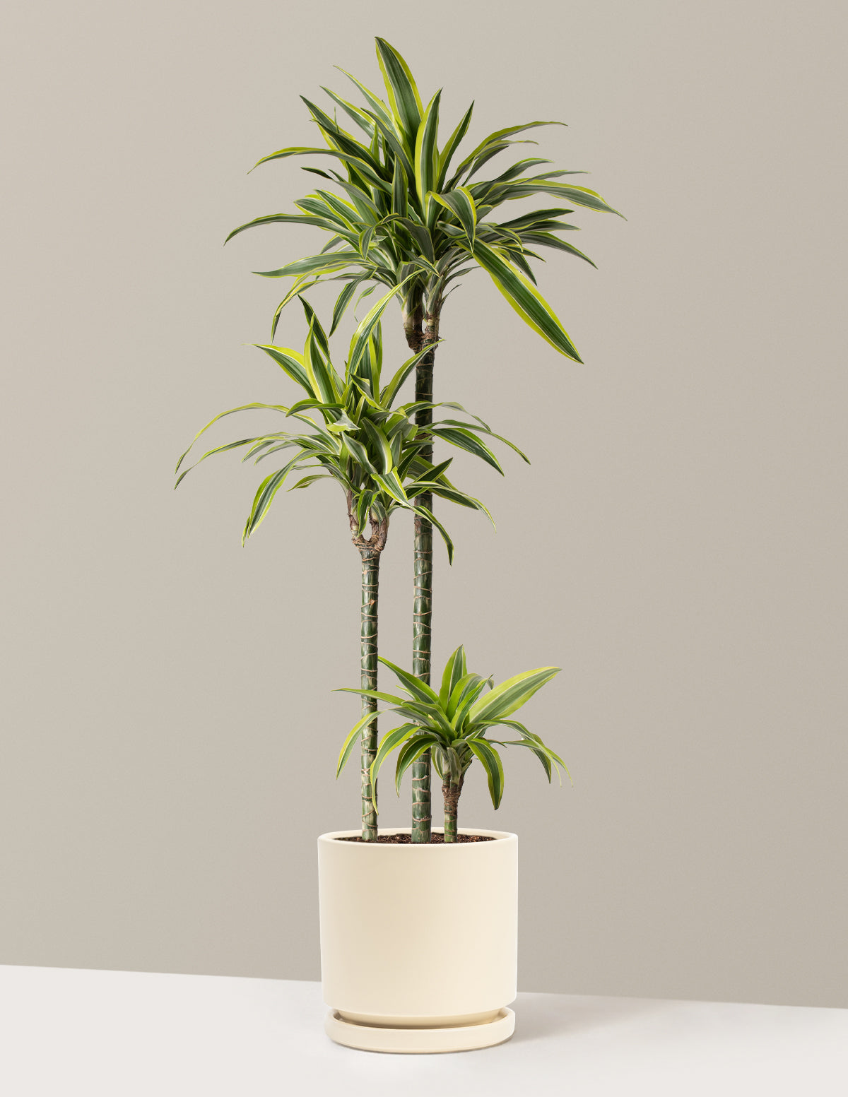 Büyük Boy Dracaena Lemon Lime