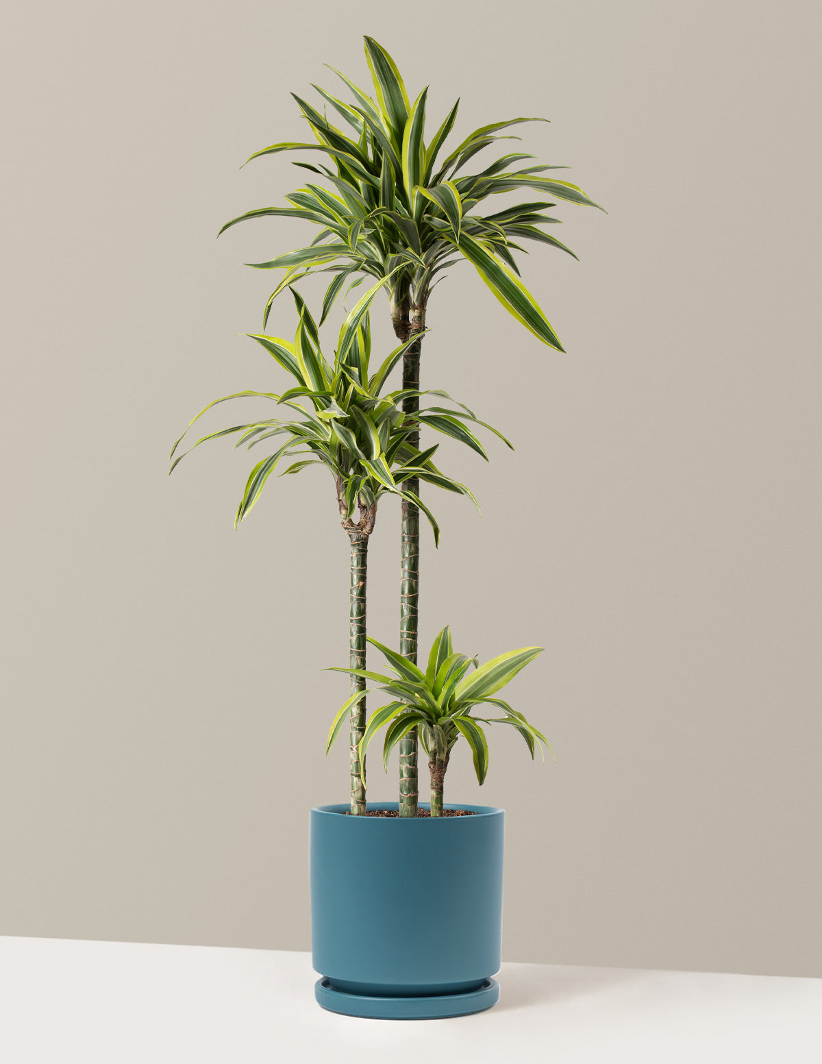 Büyük Boy Dracaena Lemon Lime