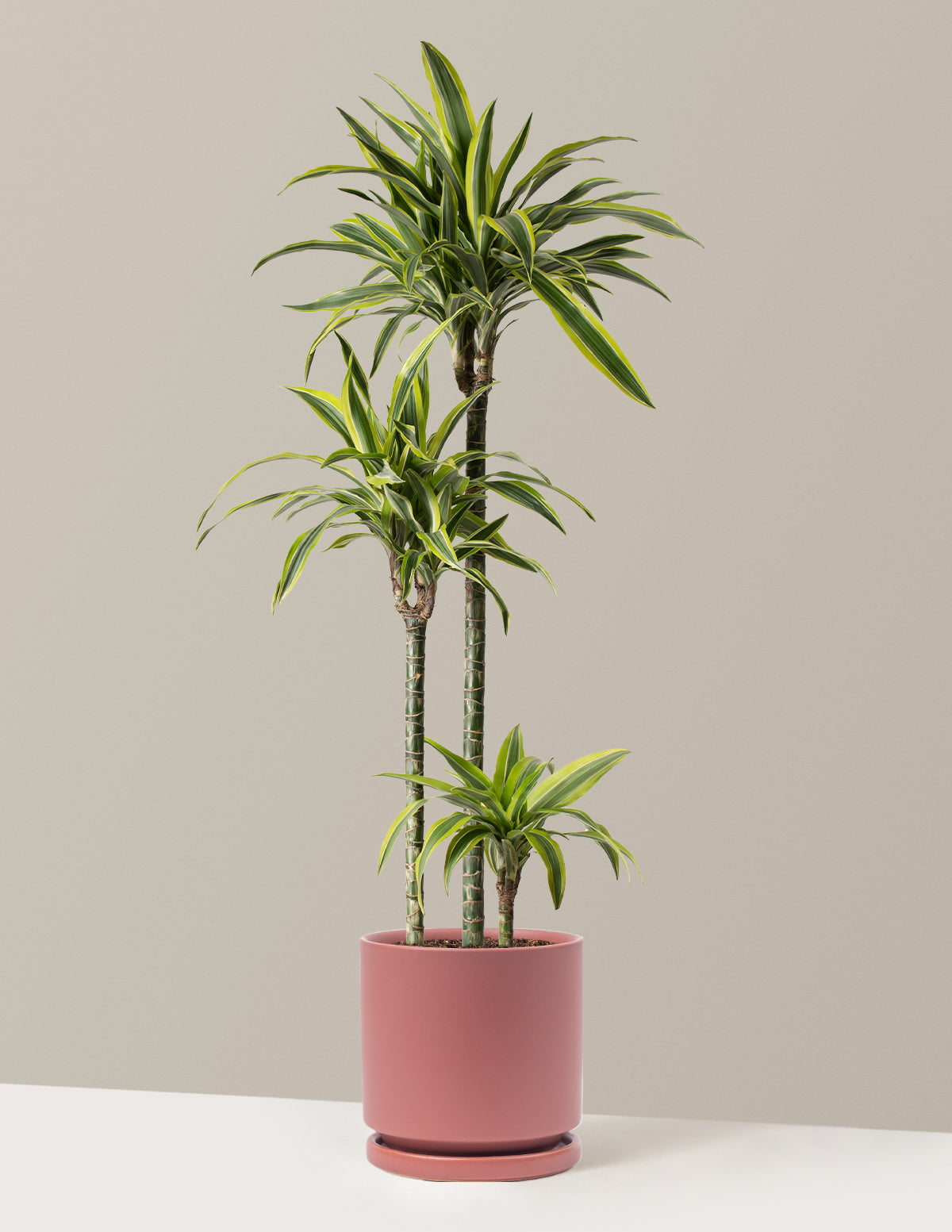 Büyük Boy Dracaena Lemon Lime