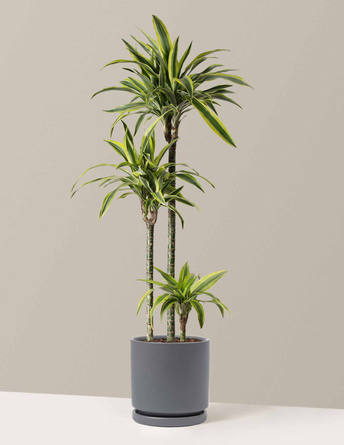 Büyük Boy Dracaena Lemon Lime