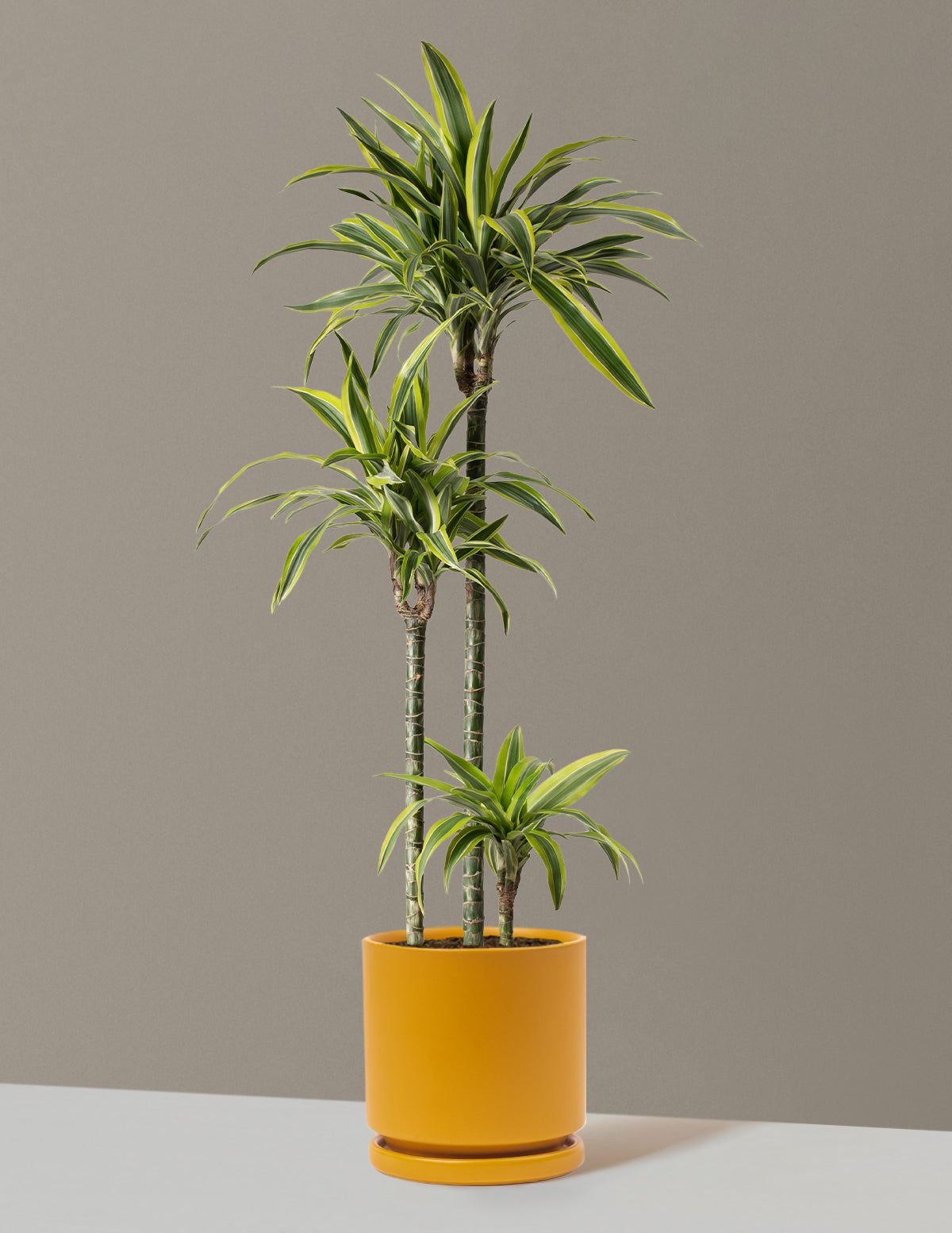 Büyük Boy Dracaena Lemon Lime
