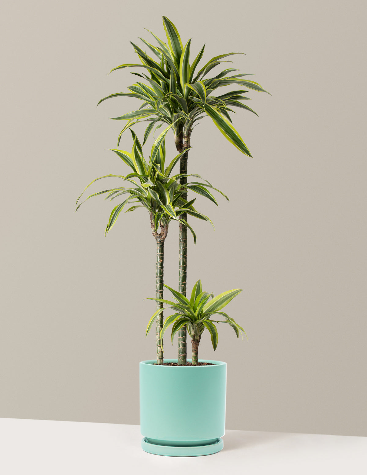 Büyük Boy Dracaena Lemon Lime