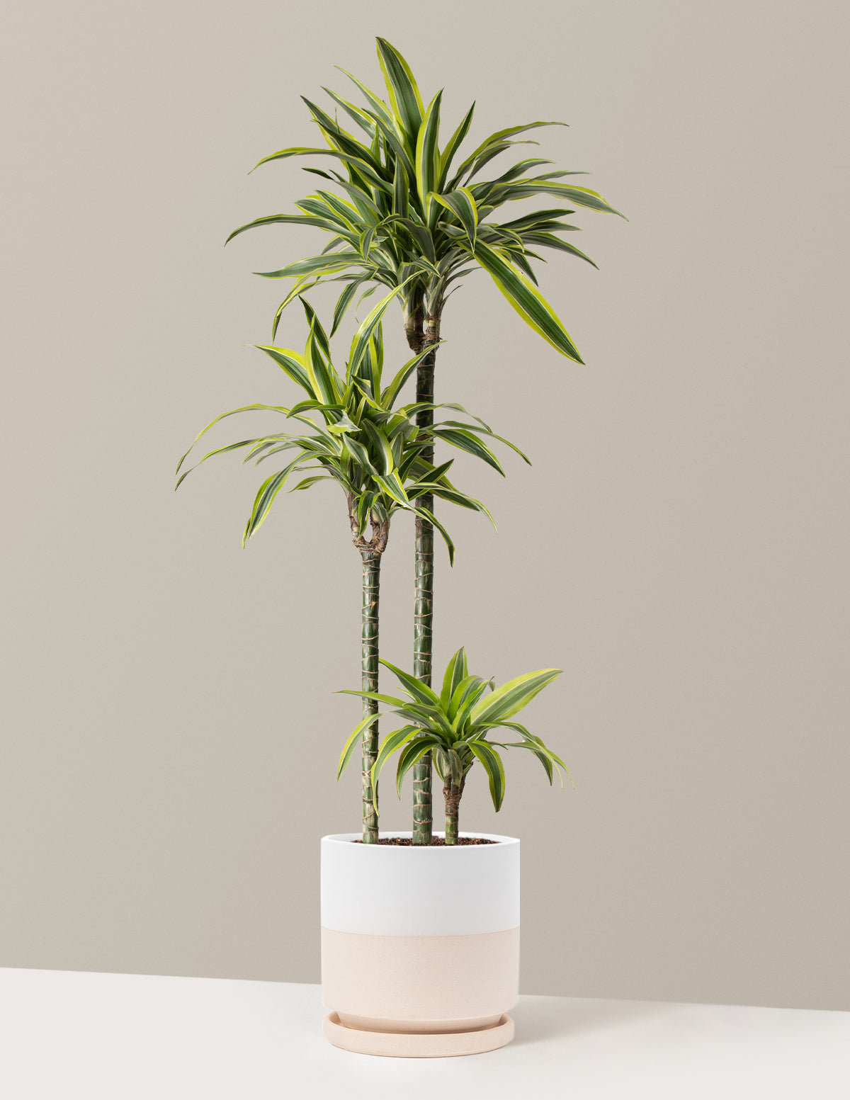Büyük Boy Dracaena Lemon Lime