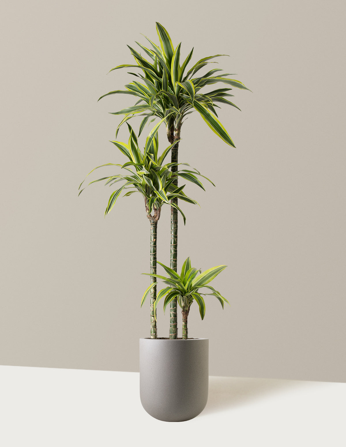 Büyük Boy Dracaena Lemon Lime