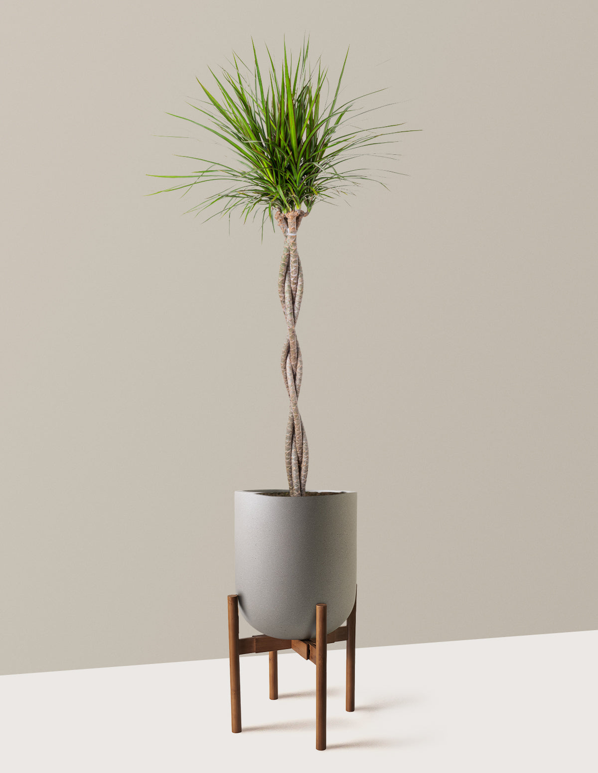 Örgü Gövdeli Dracaena Marginata