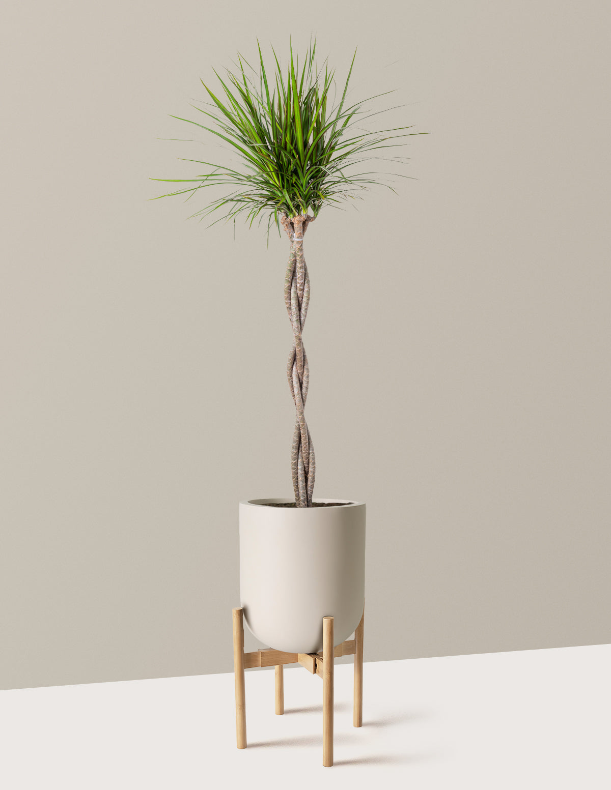 Örgü Gövdeli Dracaena Marginata