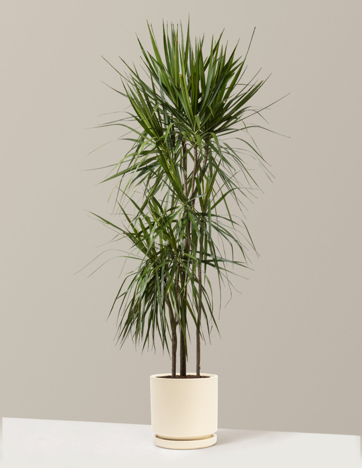Dracaena Marginata (Ejderha Ağacı)