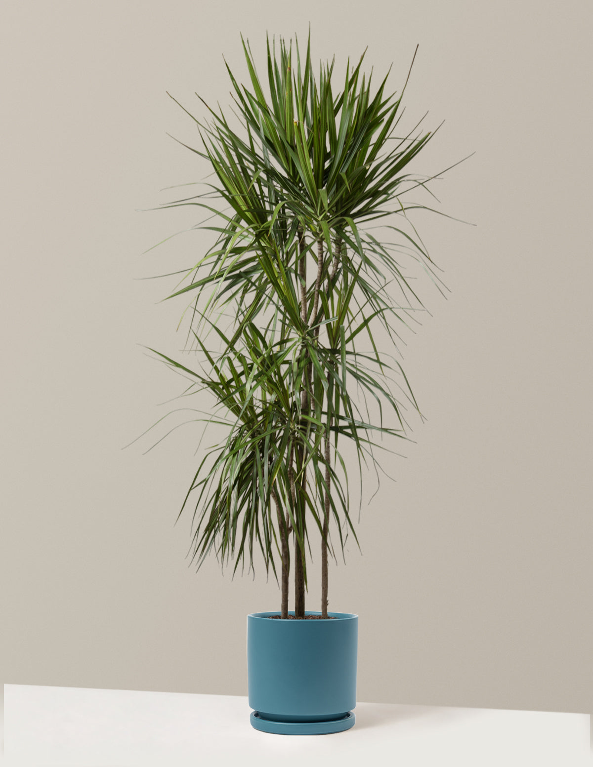 Dracaena Marginata (Ejderha Ağacı)