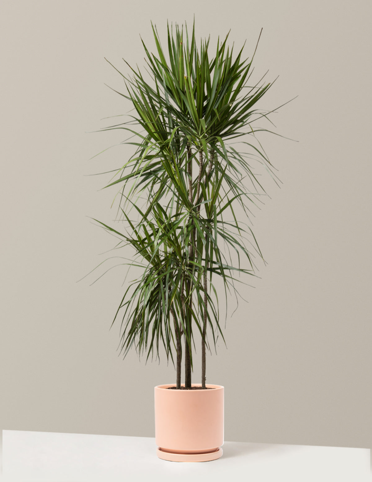 Dracaena Marginata (Ejderha Ağacı)