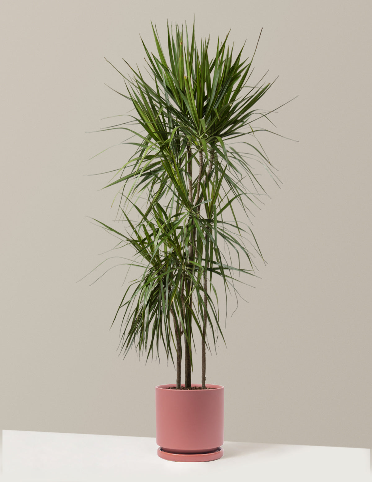 Dracaena Marginata (Ejderha Ağacı)