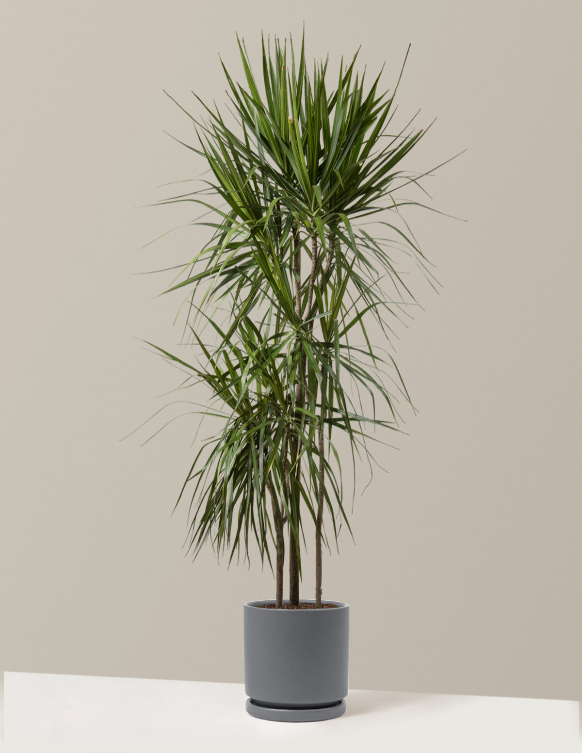 Dracaena Marginata (Ejderha Ağacı)